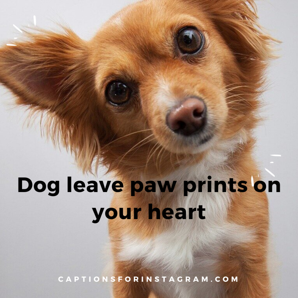 1-captionsforinstagram-pet-captions -dogs-2