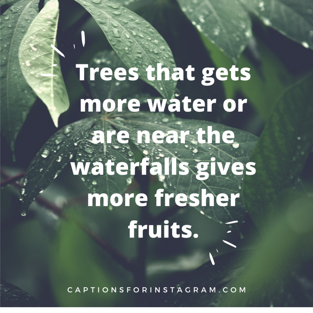 Trees that gets more water or are near the waterfalls gives more fresher fruits - Best Instagram Caption For Nature Beauty