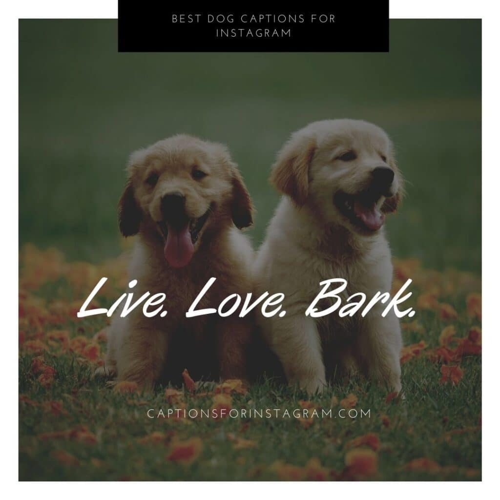 Live. Love. Bark. - Short dog captions for Instagram