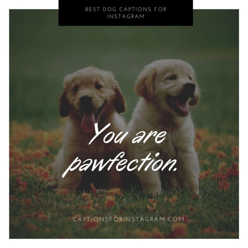 You are pawfection. Cute dog captions for instagram