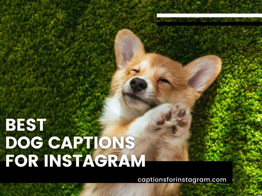 Best dog captions for instagram
