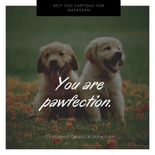 79+ Best Dog Captions for Instagram - Captions For Instagram